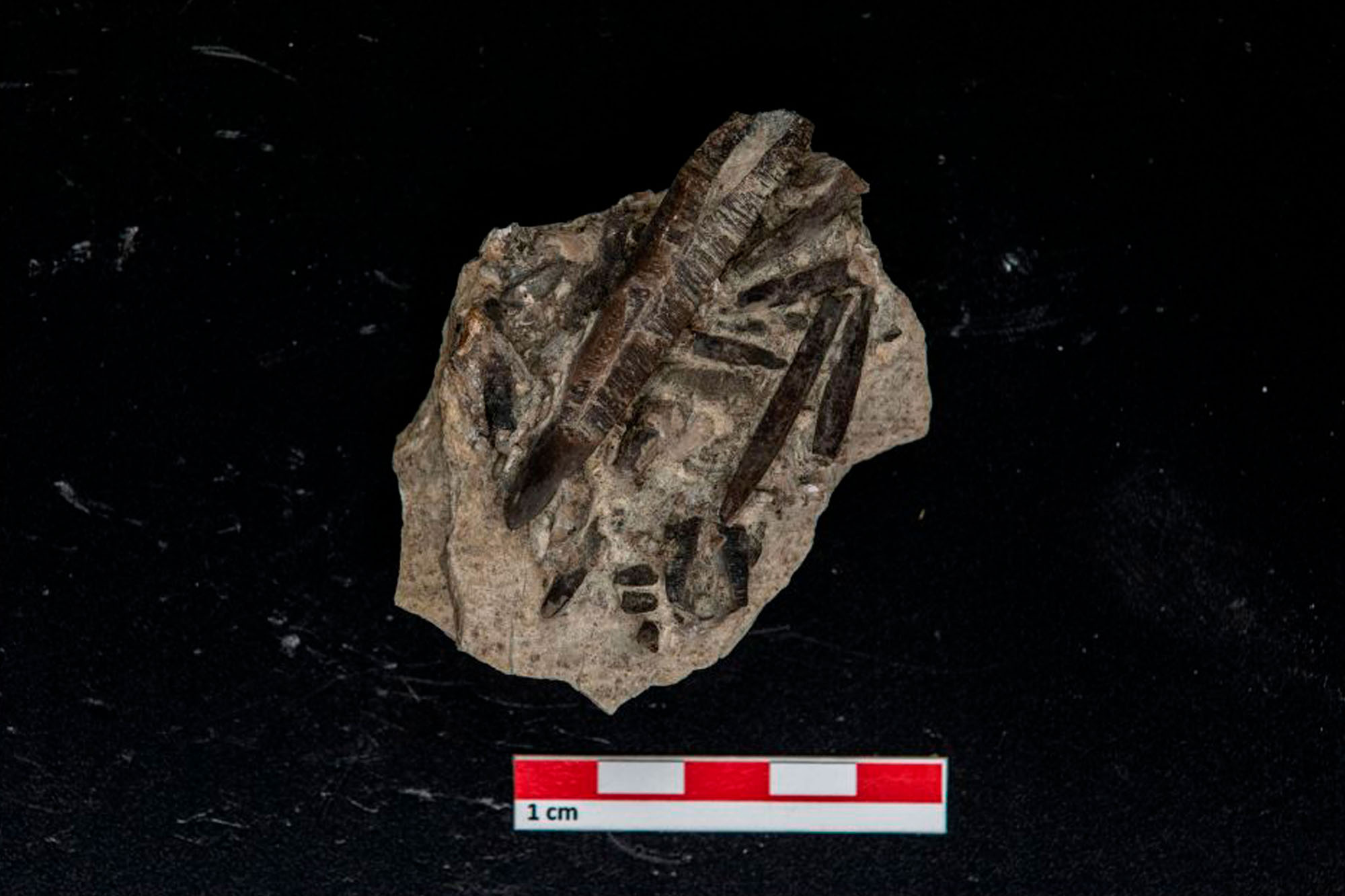 Belemnites exilis D'ORB.