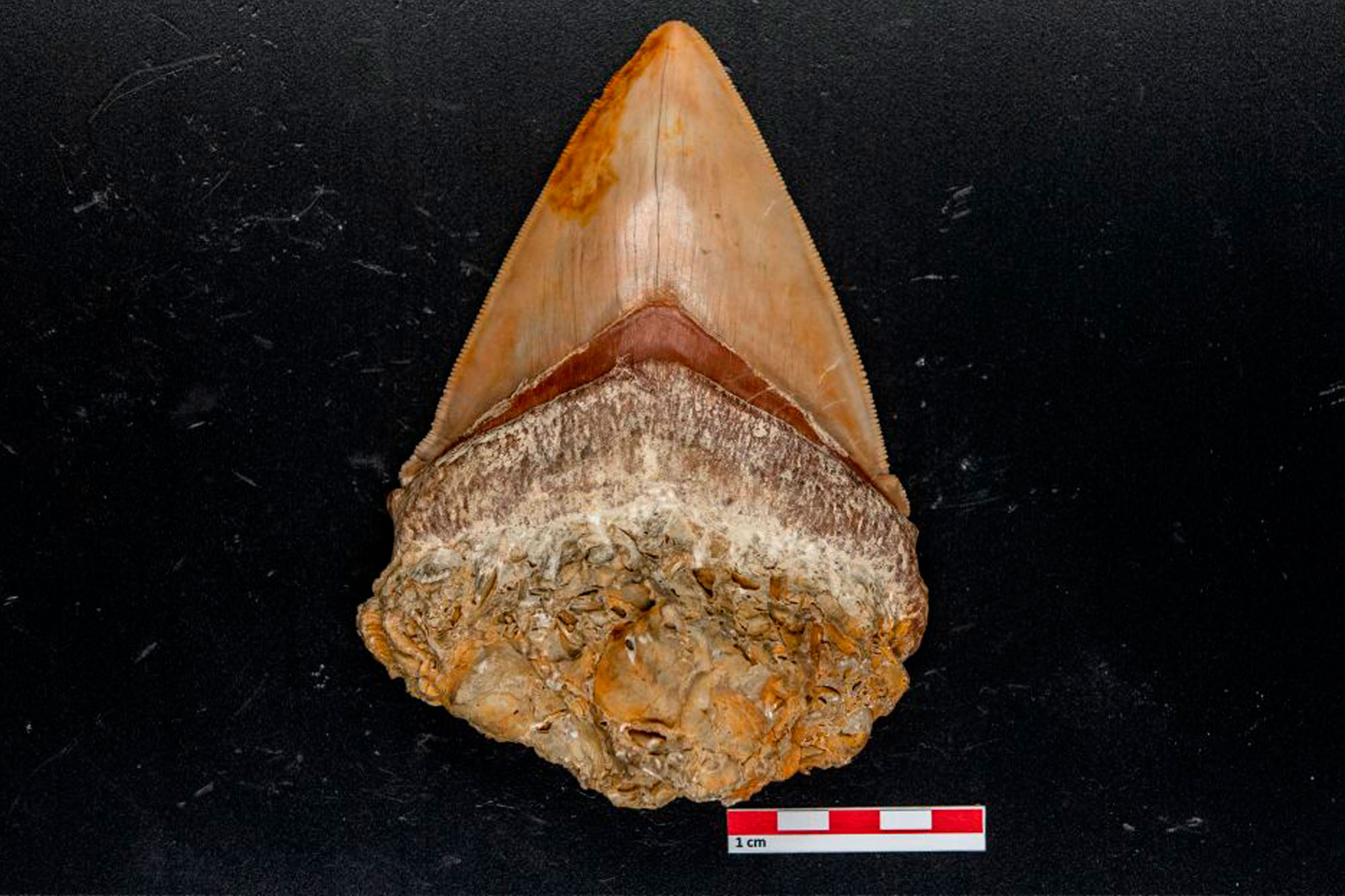 Carcharodon megalodon (Agassiz)